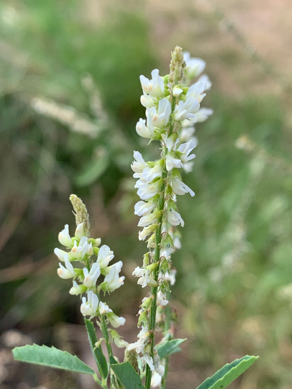 Melilotus albus | Weißer Steinklee Melilotus albus | Weißer Steinklee