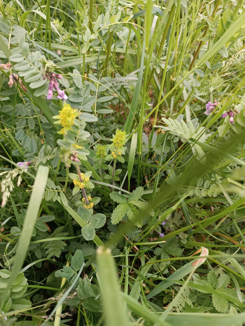 Cruciata laevipes | Gewimpertes Kreuzlabkraut Cruciata laevipes | Gewimpertes Kreuzlabkraut