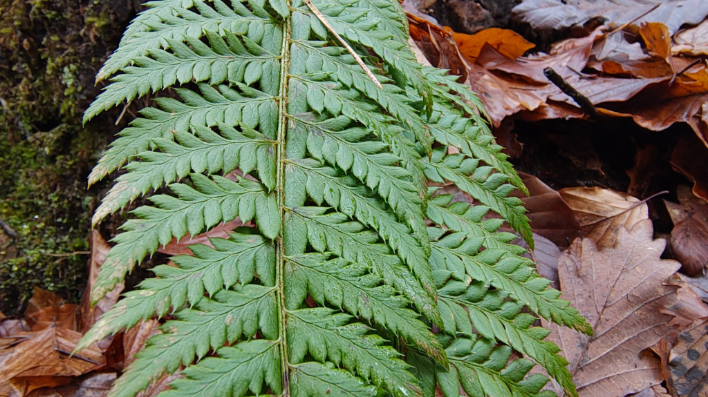 Polystichum aculeatum | Dorniger Schildfarn Polystichum aculeatum | Dorniger Schildfarn