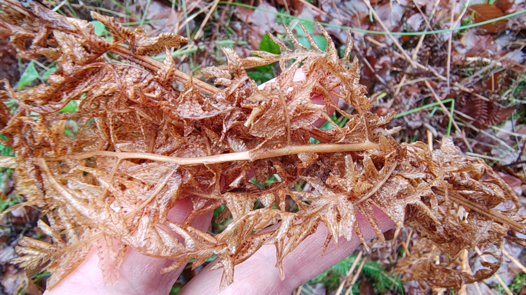 Thelypteris limbosperma | Berg-Lappenfarn Thelypteris limbosperma | Berg-Lappenfarn