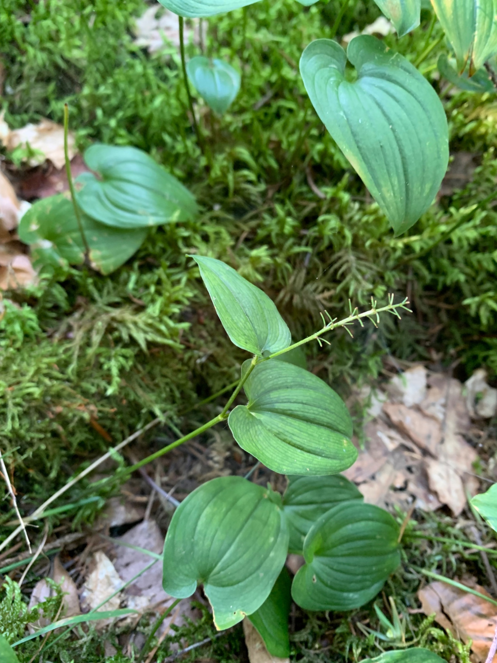 Maianthemum bifolium | Zweiblättrige Schattenblume Maianthemum bifolium | Zweiblättrige Schattenblume