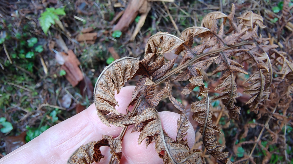 Thelypteris limbosperma | Berg-Lappenfarn Thelypteris limbosperma | Berg-Lappenfarn