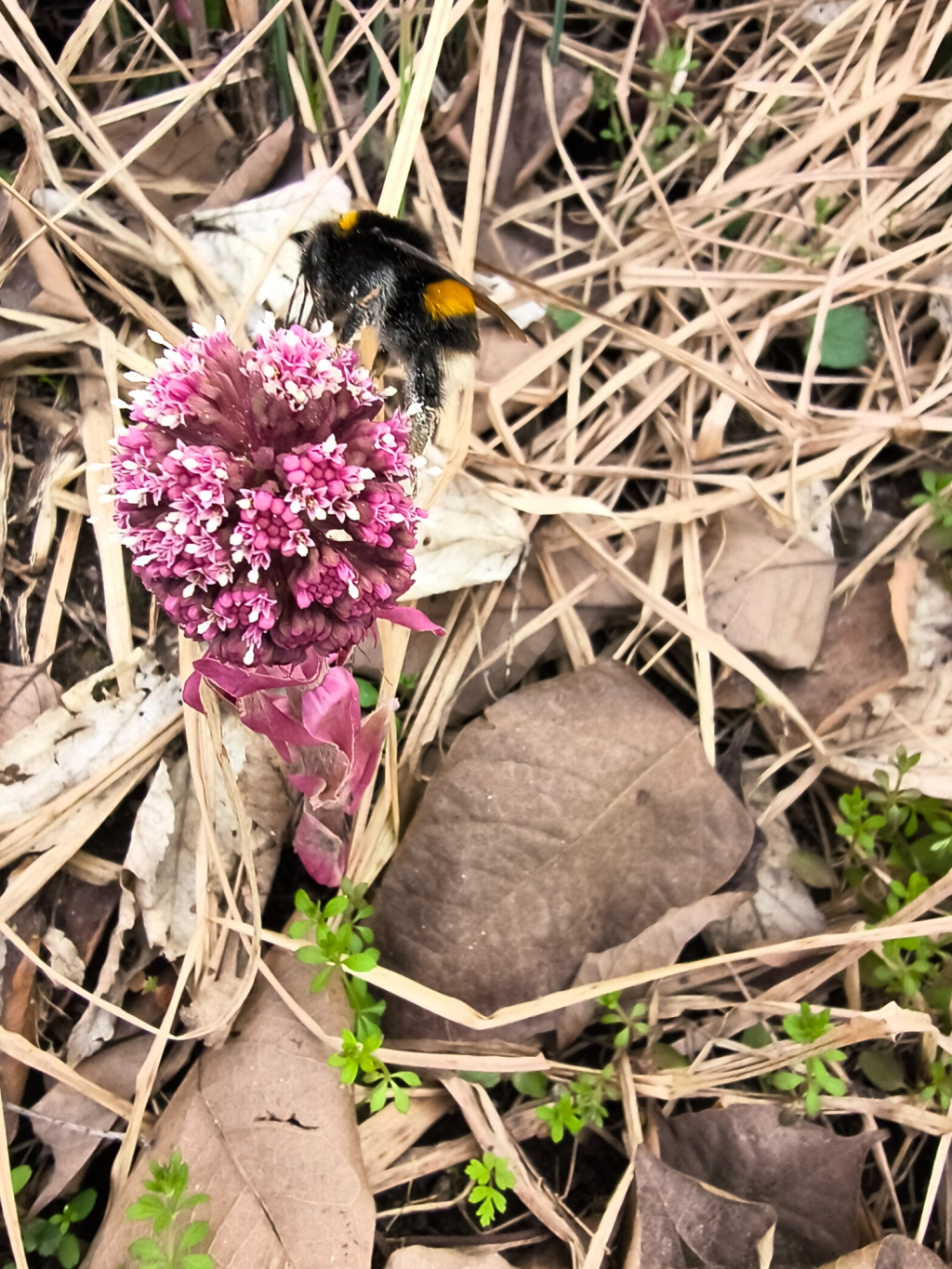 Petasites hybridus subsp. hybridus | Gewöhnliche Pestwurz Petasites hybridus subsp. hybridus | Gewöhnliche Pestwurz
