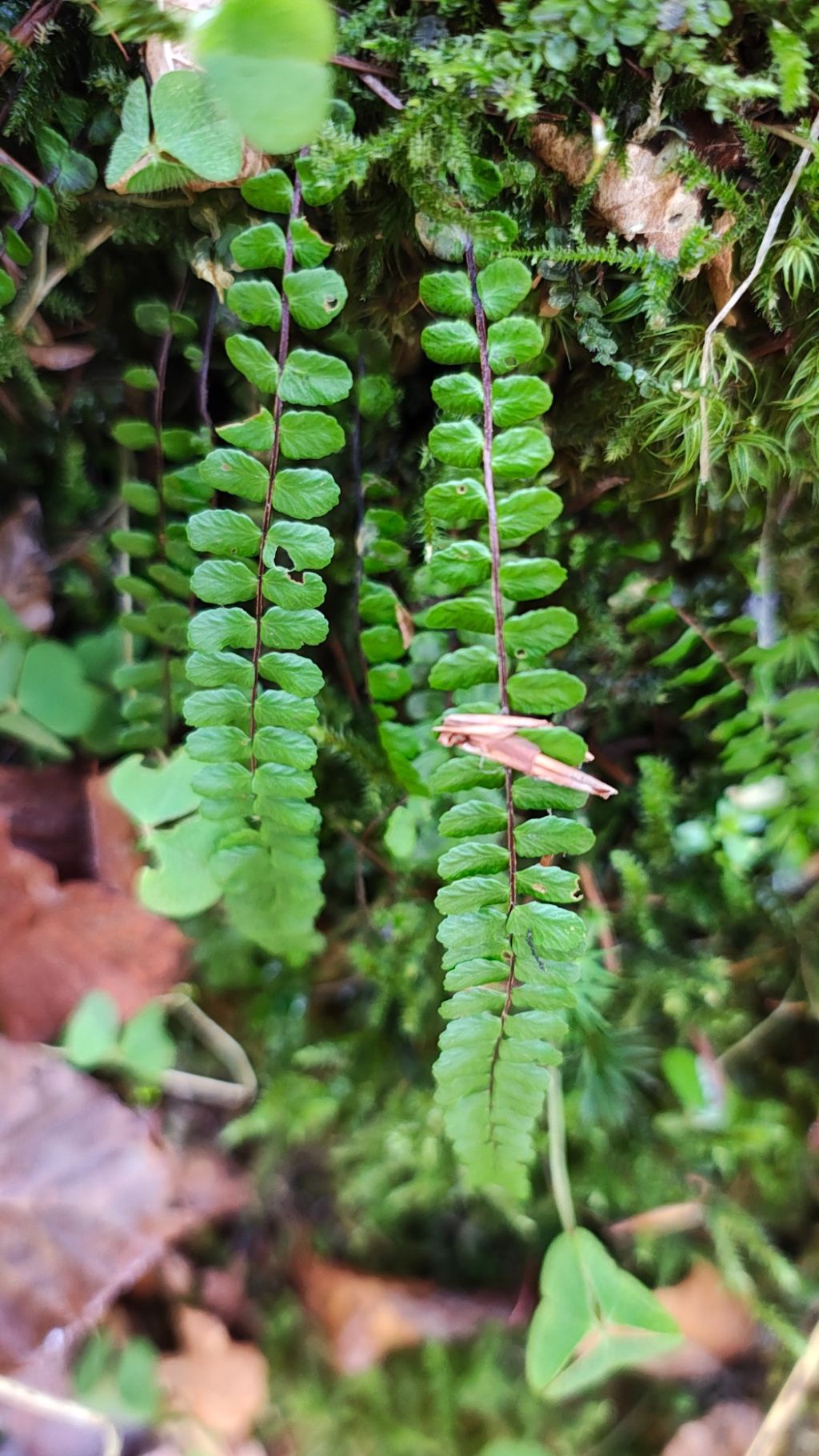 Asplenium trichomanes | Braunstieliger Streifenfarn Asplenium trichomanes | Braunstieliger Streifenfarn