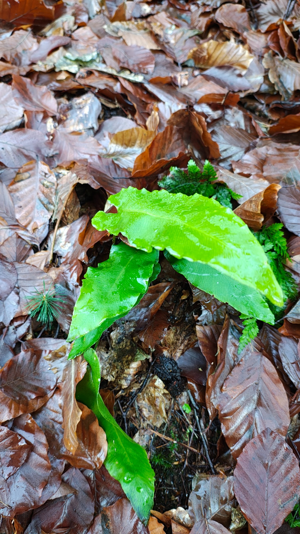 Asplenium scolopendrium subsp. scolopendrium | Hirschzunge Asplenium scolopendrium subsp. scolopendrium | Hirschzunge
