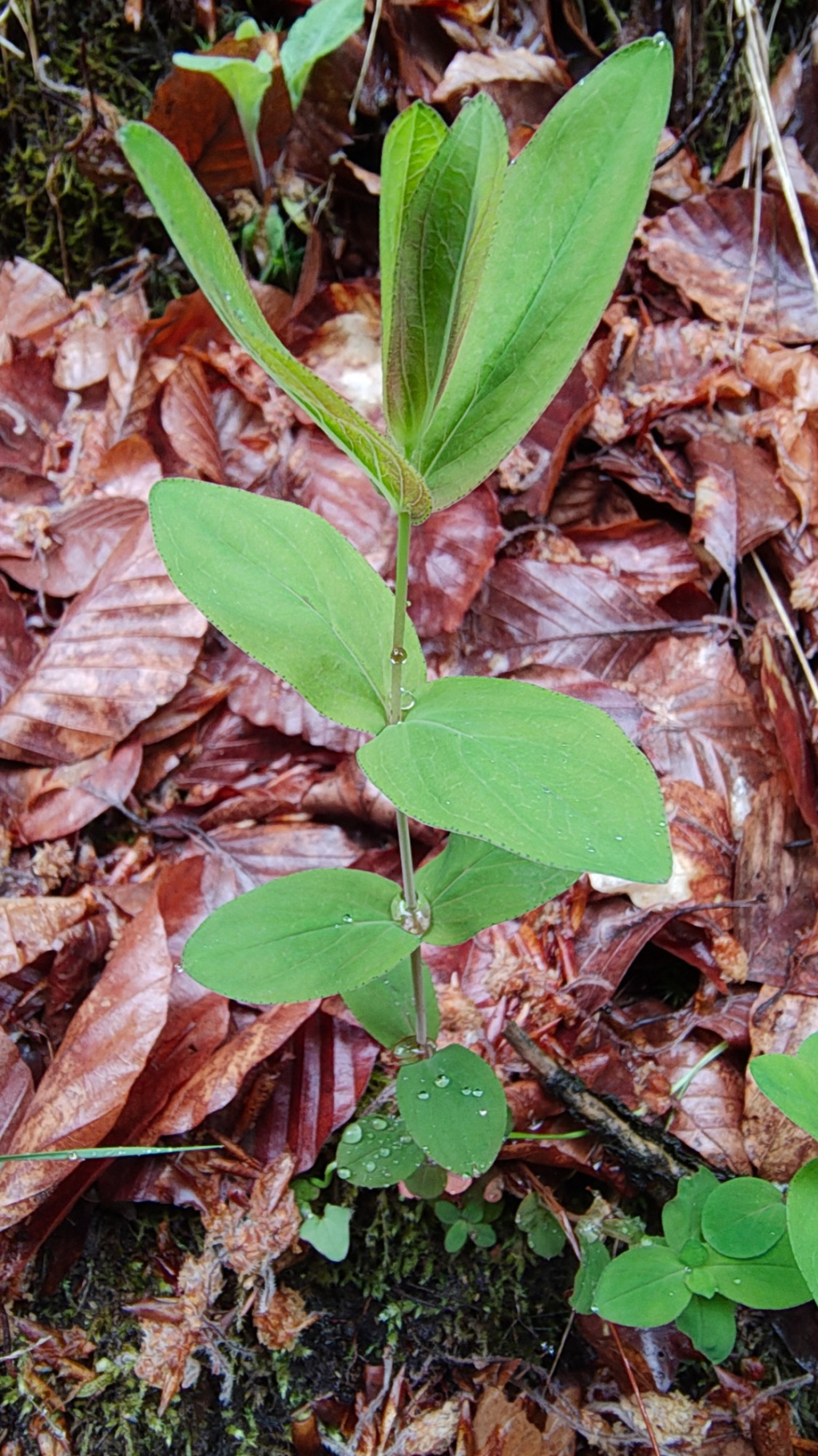 Hypericum montanum | Berg-Hartheu Hypericum montanum | Berg-Hartheu