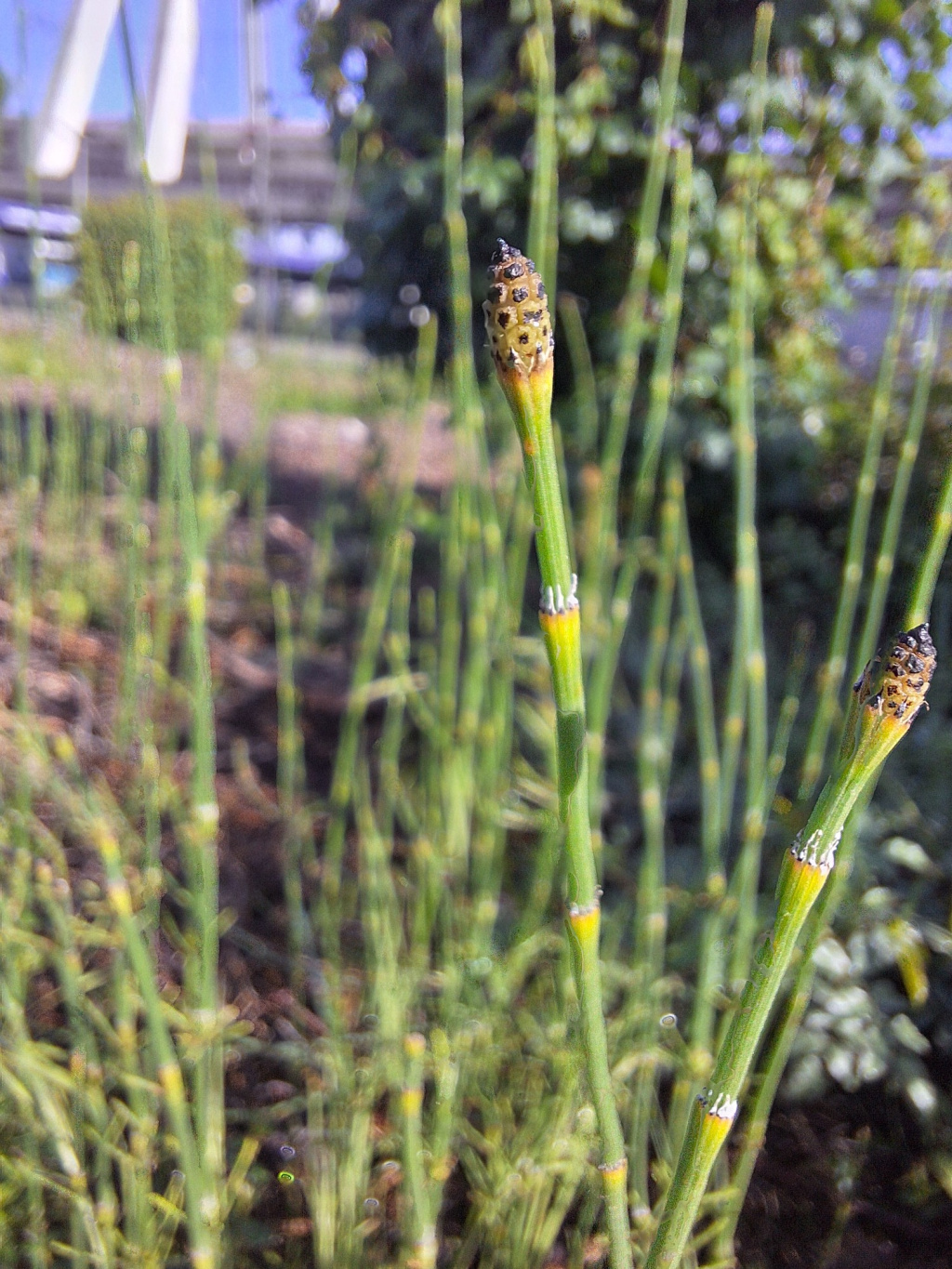 Equisetum ramosissimum | Ästiger Schachtelhalm Equisetum ramosissimum | Ästiger Schachtelhalm