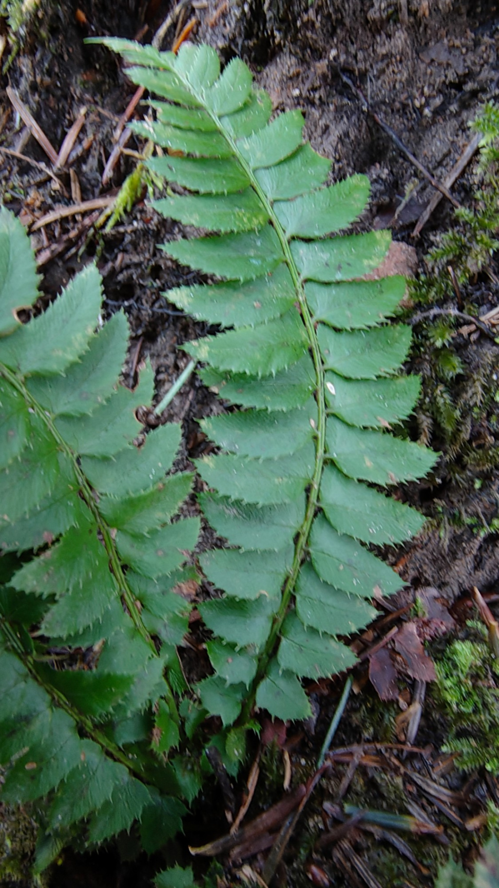 Polystichum lonchitis | Lanzen-Schildfarn Polystichum lonchitis | Lanzen-Schildfarn