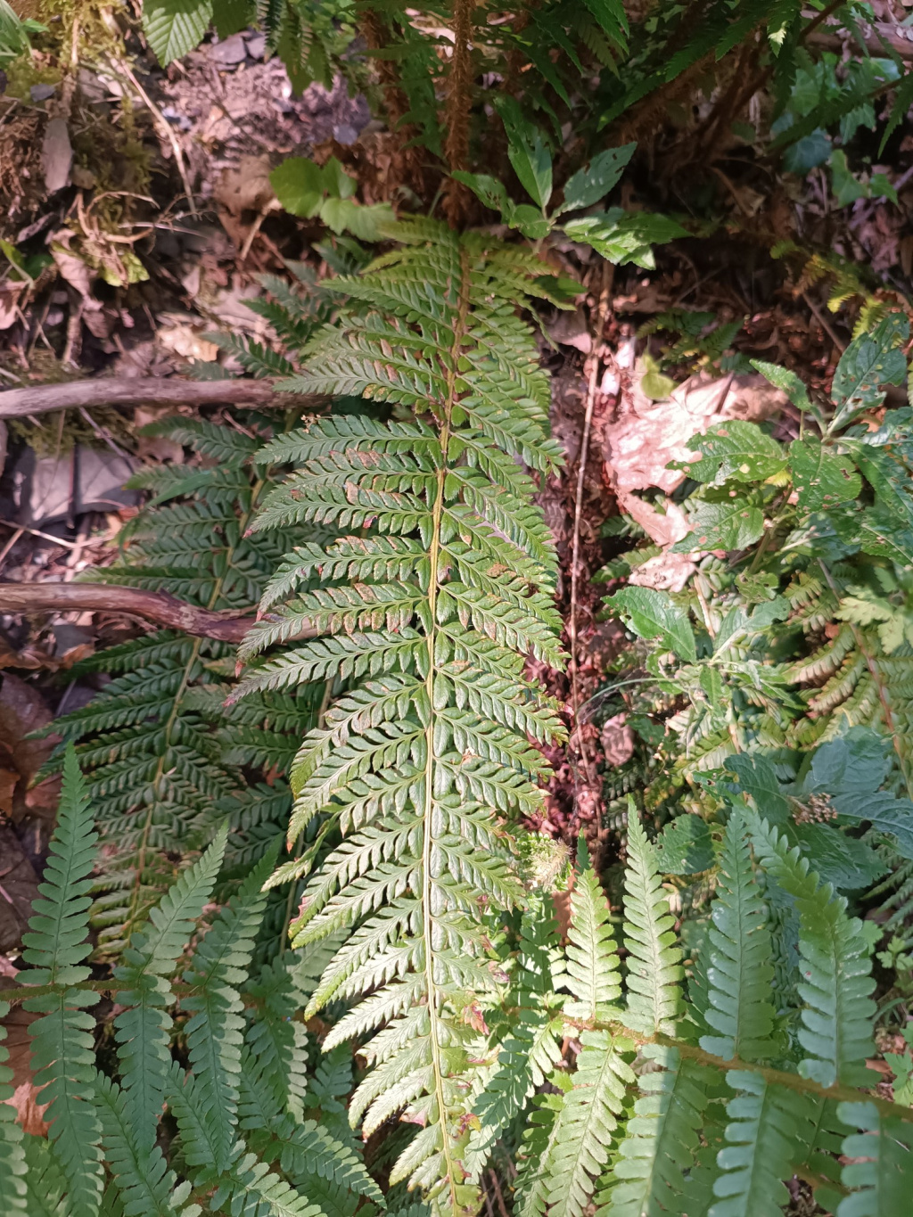 Polystichum aculeatum | Dorniger Schildfarn Polystichum aculeatum | Dorniger Schildfarn