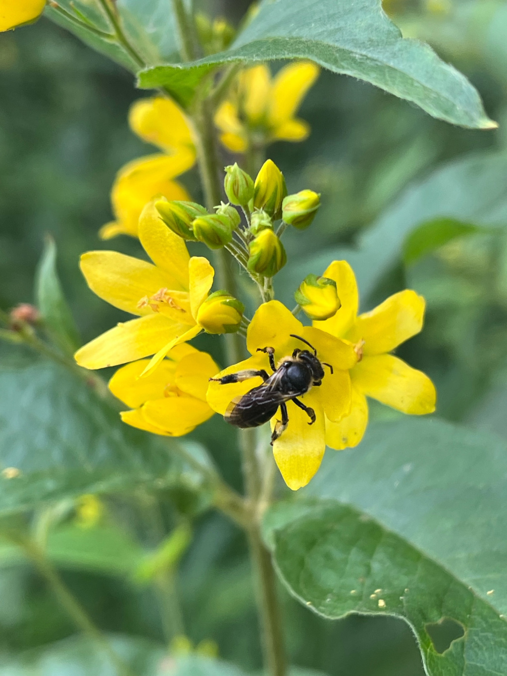 Macropis europaea | Auen-Schenkelbiene Macropis europaea | Auen-Schenkelbiene