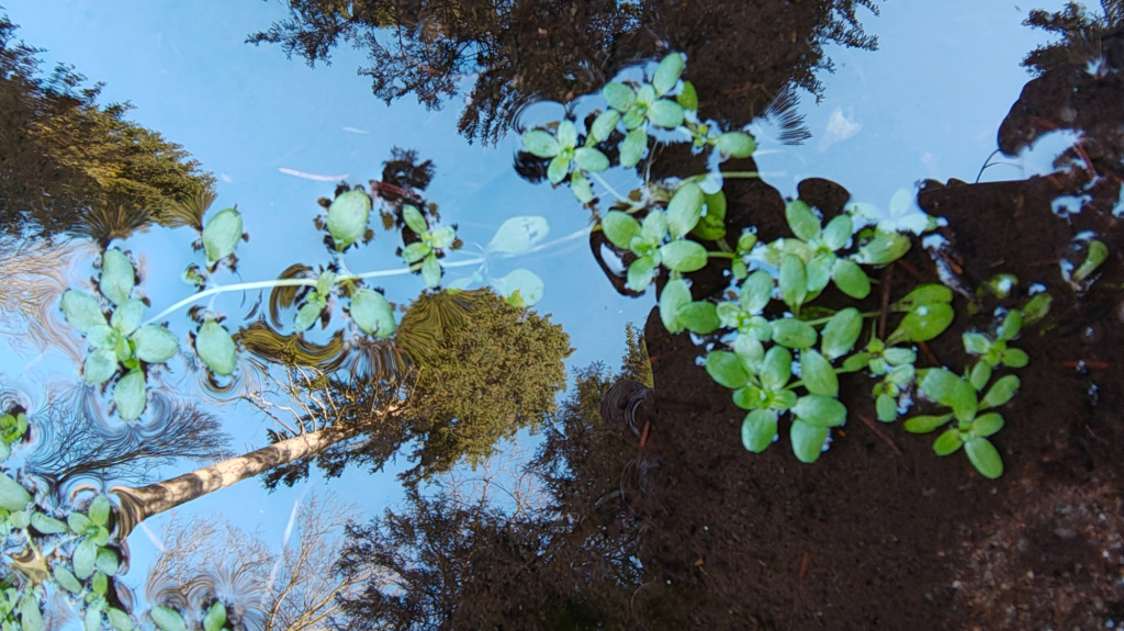 Callitriche palustris agg. | Sumpf-Wasserstern (Artengruppe) Callitriche palustris agg. | Sumpf-Wasserstern (Artengruppe)