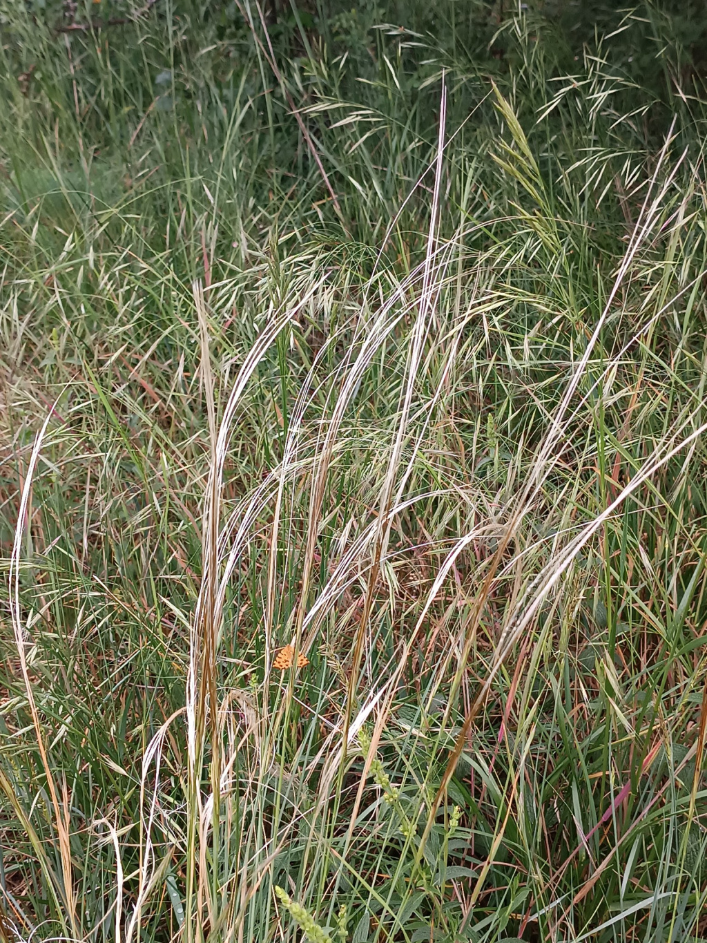 Stipa pennata s. str. | Echtes Federgras Stipa pennata s. str. | Echtes Federgras