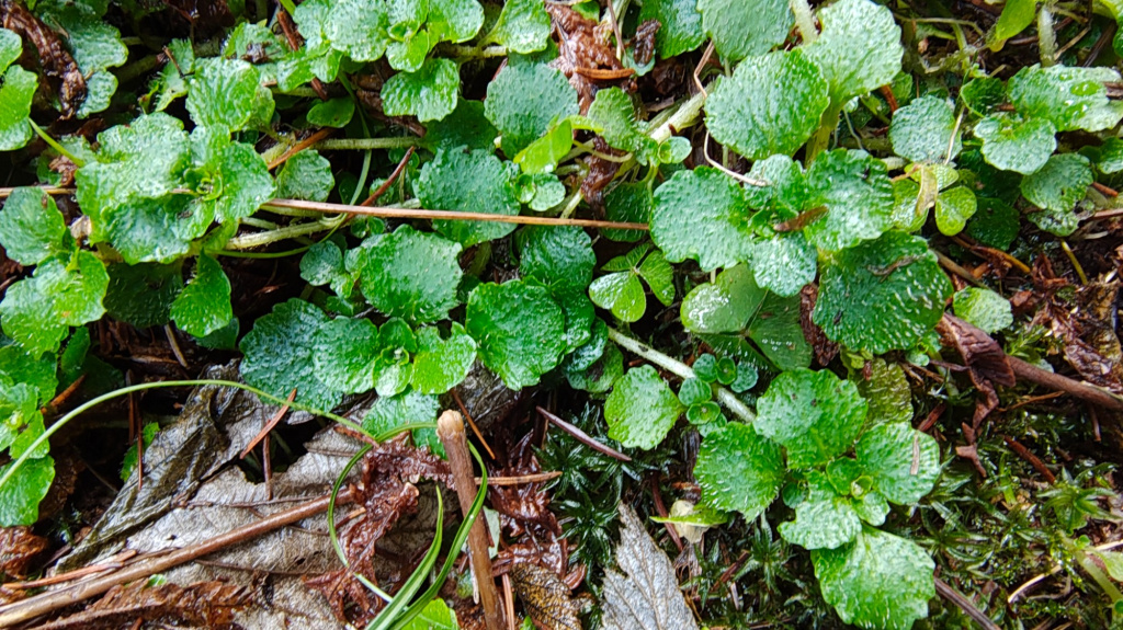 Chrysosplenium oppositifolium | Gegenblättriges Milzkraut Chrysosplenium oppositifolium | Gegenblättriges Milzkraut