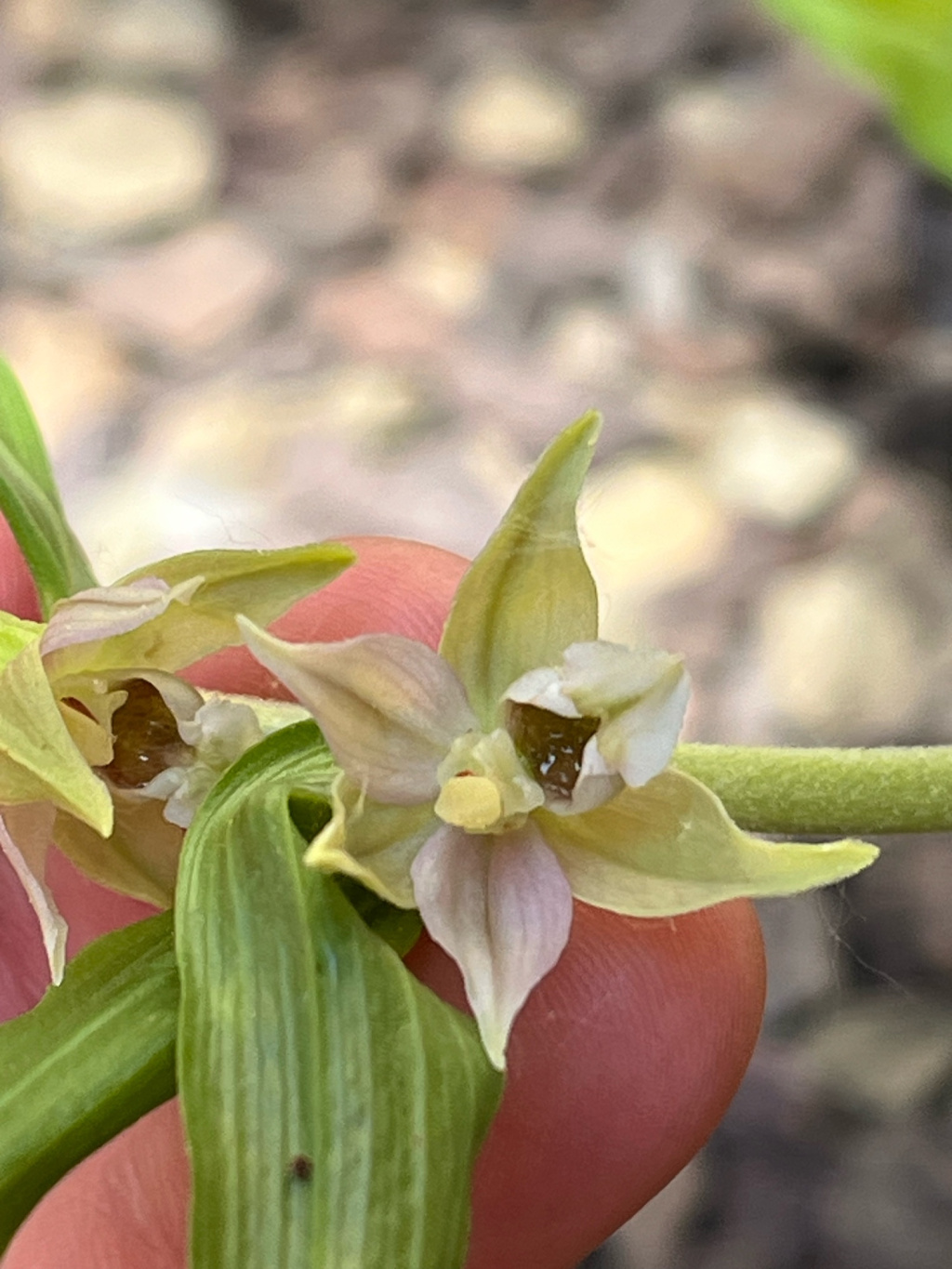 Epipactis helleborine s. str. | Breitblättrige Ständelwurz Epipactis helleborine s. str. | Breitblättrige Ständelwurz