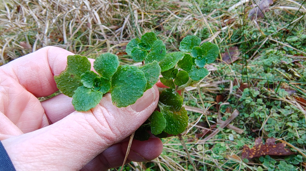 Chrysosplenium oppositifolium | Gegenblättriges Milzkraut Chrysosplenium oppositifolium | Gegenblättriges Milzkraut
