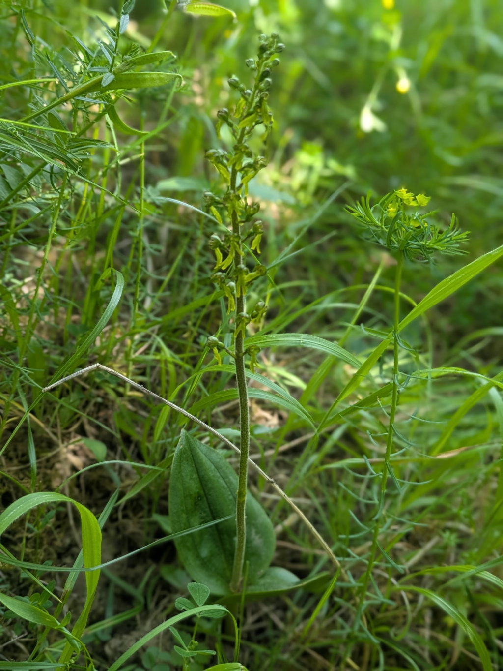 Listera ovata | Großes Zweiblatt Listera ovata | Großes Zweiblatt