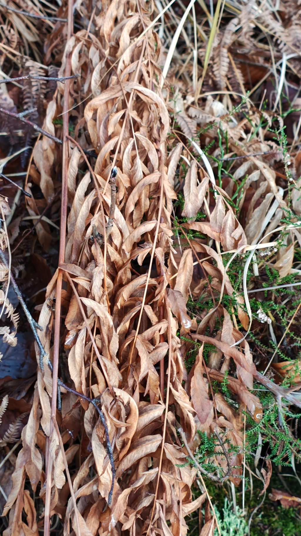 Osmunda regalis | Königs-Rispenfarn Osmunda regalis | Königs-Rispenfarn