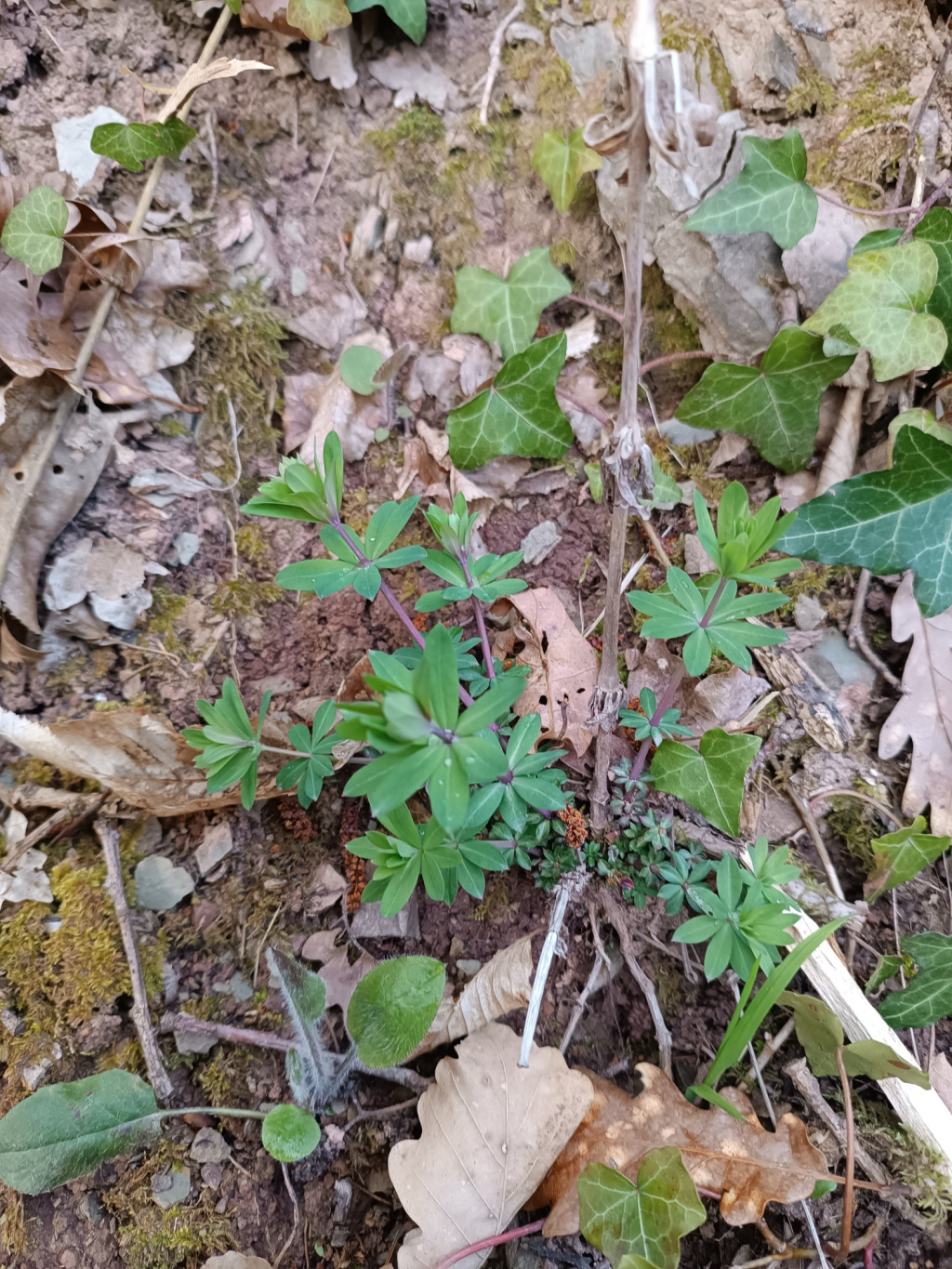 Galium sylvaticum s. str. | Wald-Labkraut Galium sylvaticum s. str. | Wald-Labkraut