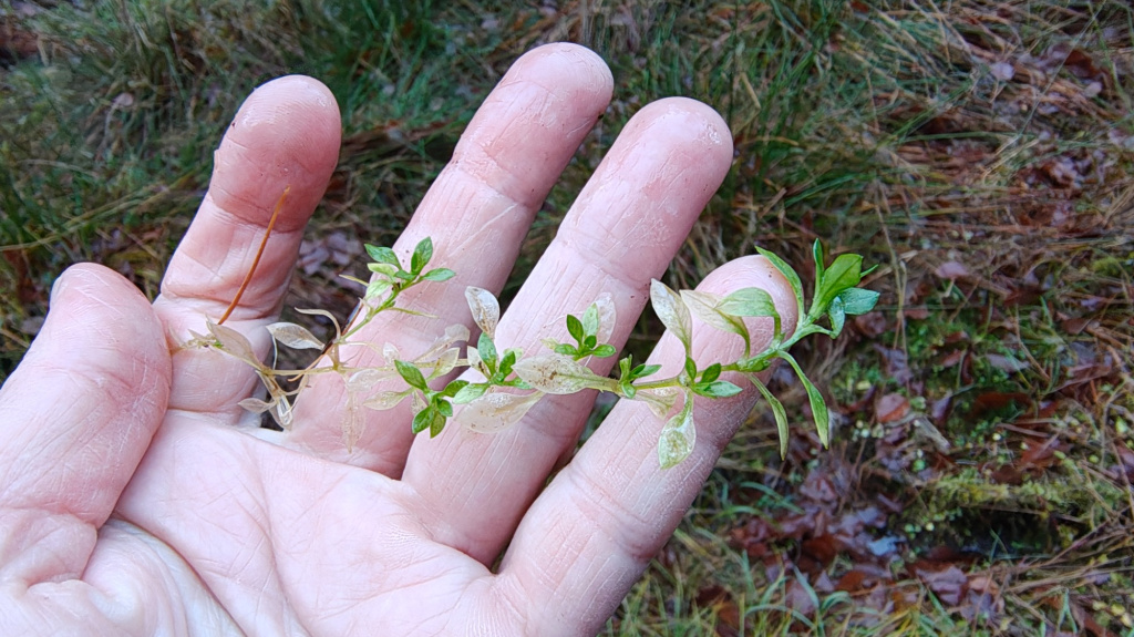 Stellaria alsine | Quell-Sternmiere Stellaria alsine | Quell-Sternmiere