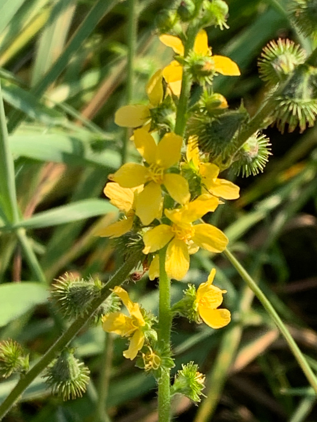 Agrimonia eupatoria subsp. eupatoria | Kleiner Odermennig Agrimonia eupatoria subsp. eupatoria | Kleiner Odermennig