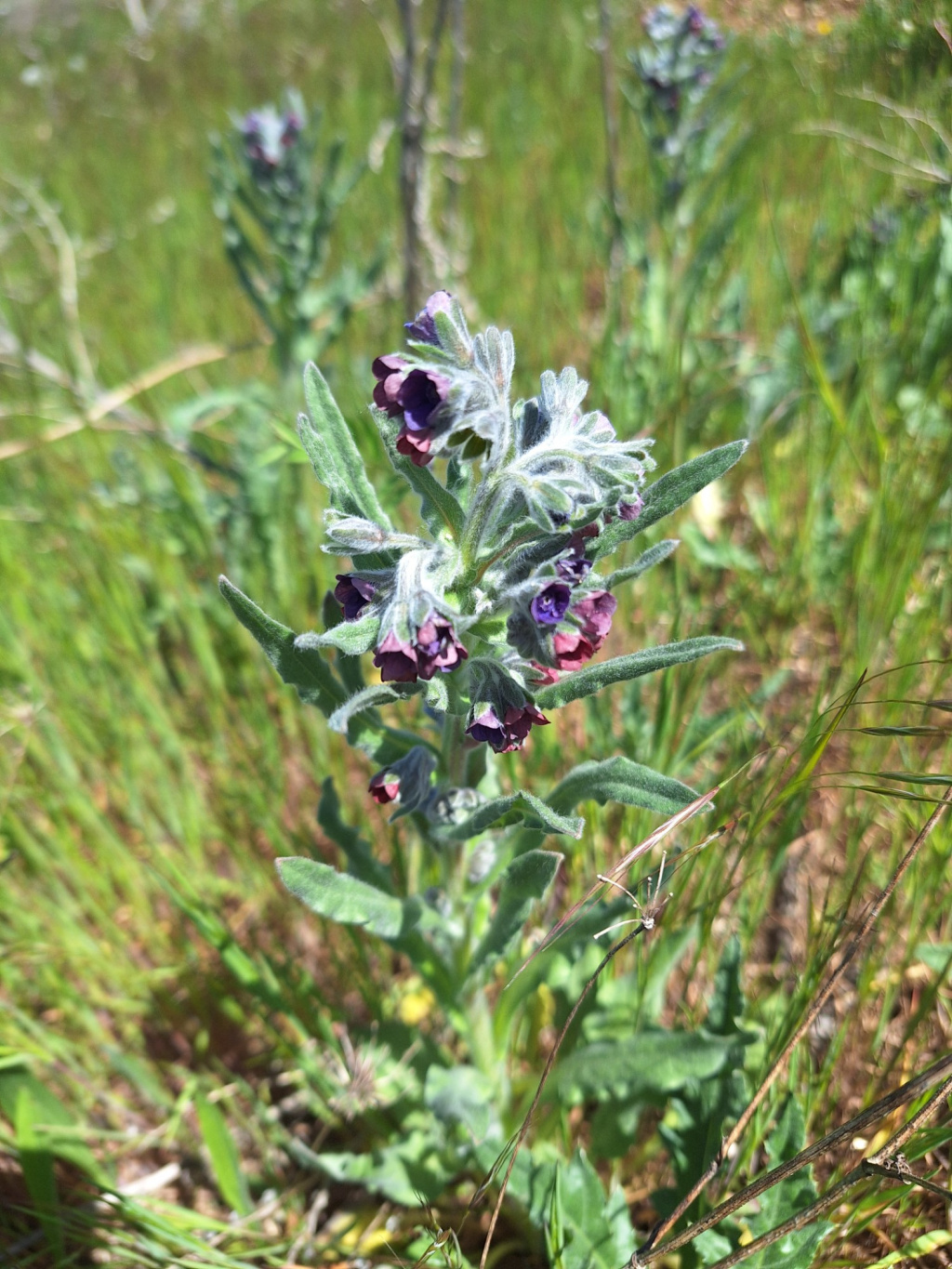 Cynoglossum officinale | Echte Hundszunge Cynoglossum officinale | Echte Hundszunge