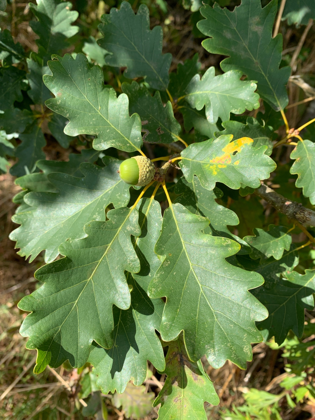 Quercus petraea subsp. petraea | Trauben-Eiche Quercus petraea subsp. petraea | Trauben-Eiche