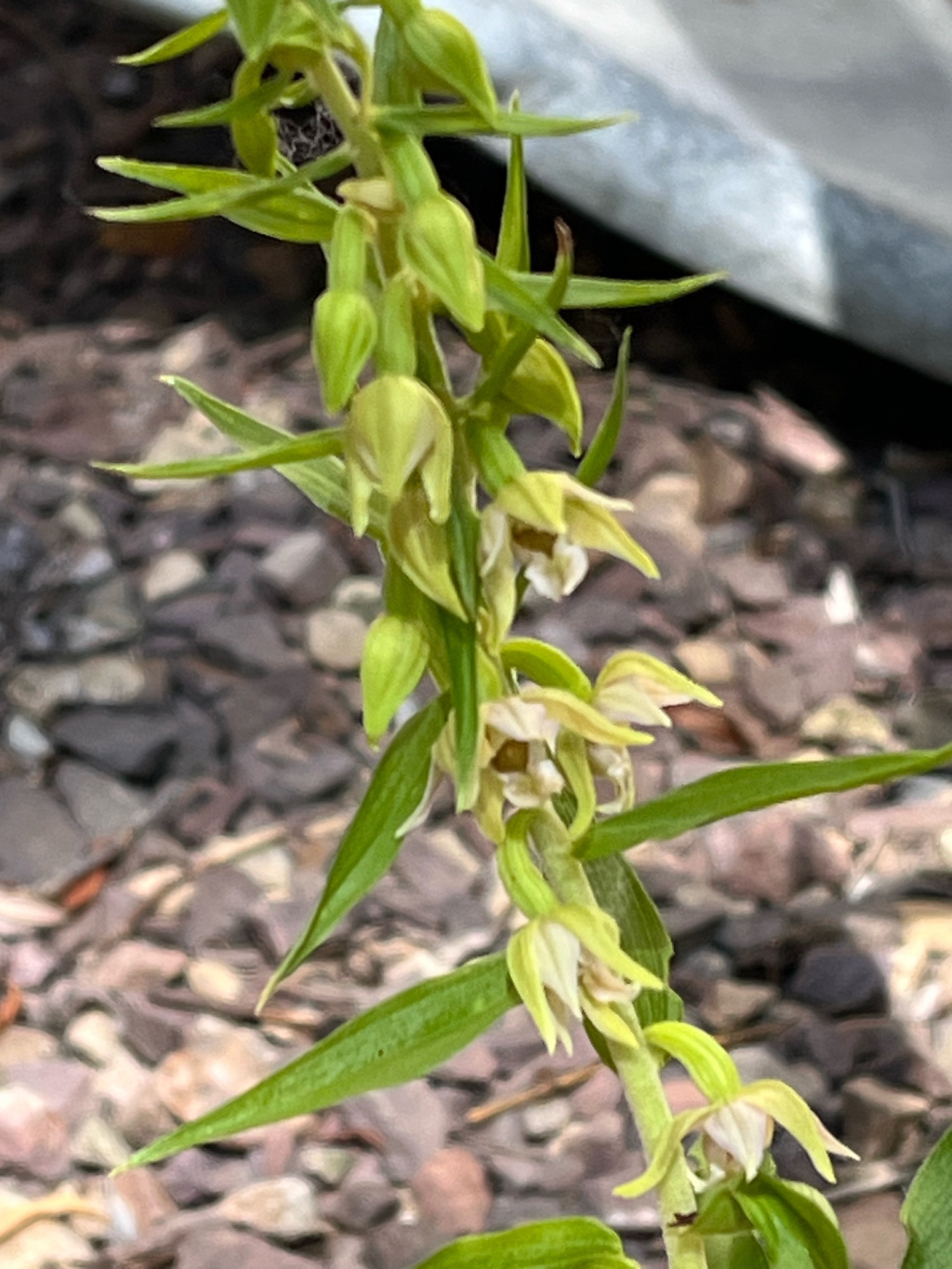 Epipactis helleborine s. str. | Breitblättrige Ständelwurz Epipactis helleborine s. str. | Breitblättrige Ständelwurz