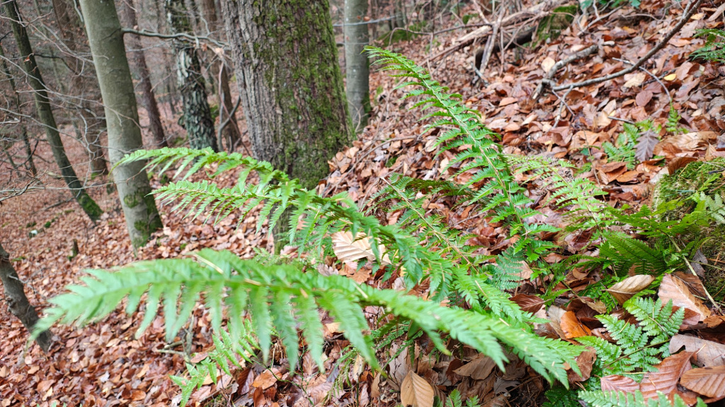 Polystichum aculeatum | Dorniger Schildfarn Polystichum aculeatum | Dorniger Schildfarn