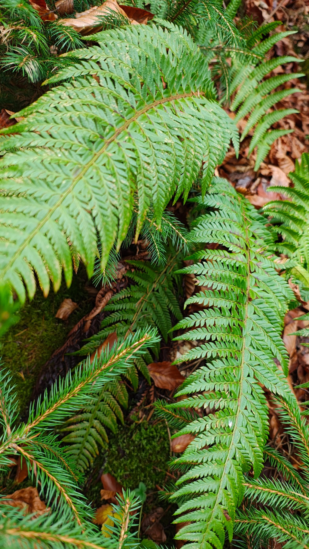 Polystichum aculeatum | Dorniger Schildfarn Polystichum aculeatum | Dorniger Schildfarn