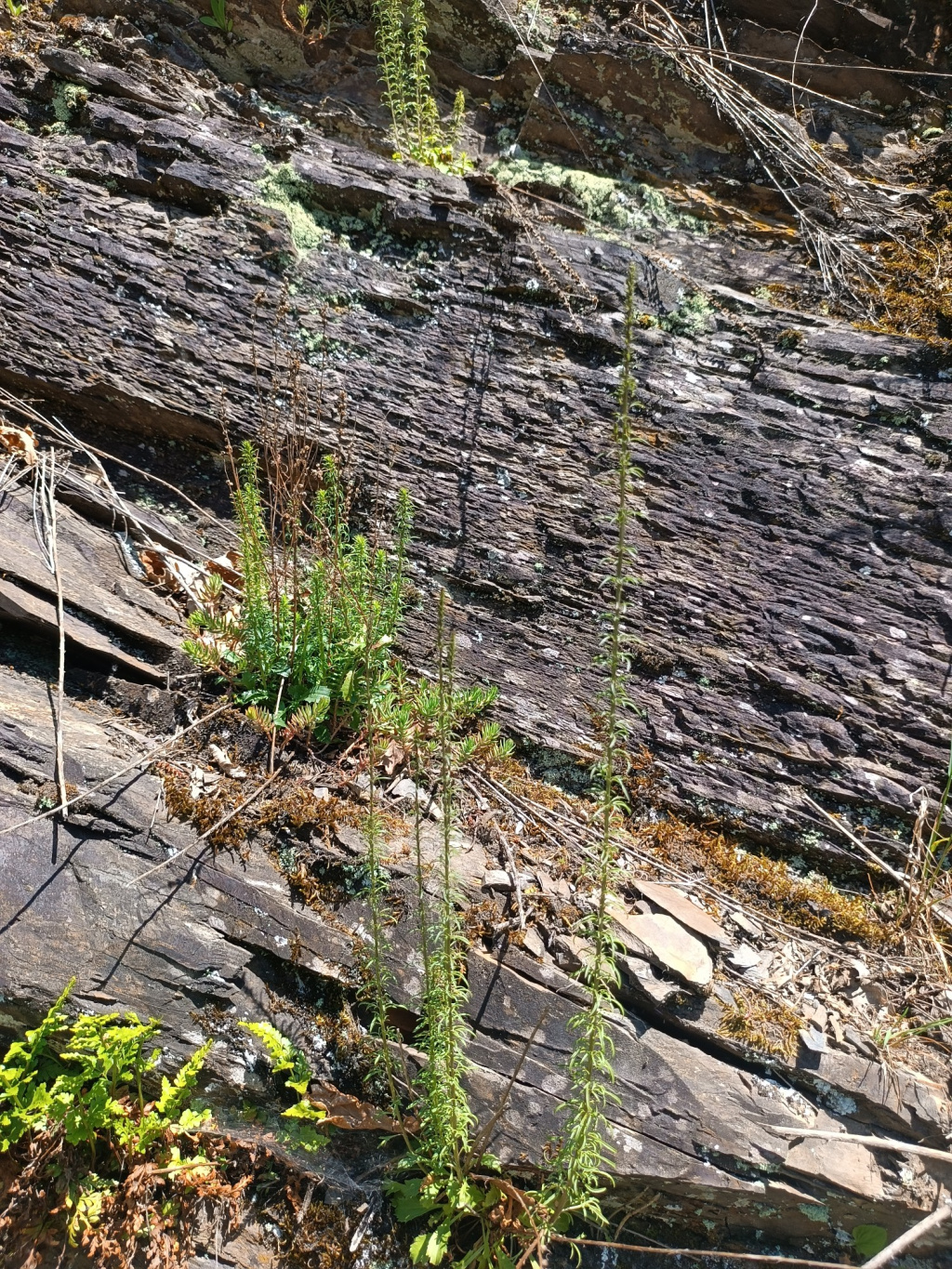 Anarrhinum bellidifolium | Gänseblümchen-Lochschlund Anarrhinum bellidifolium | Gänseblümchen-Lochschlund