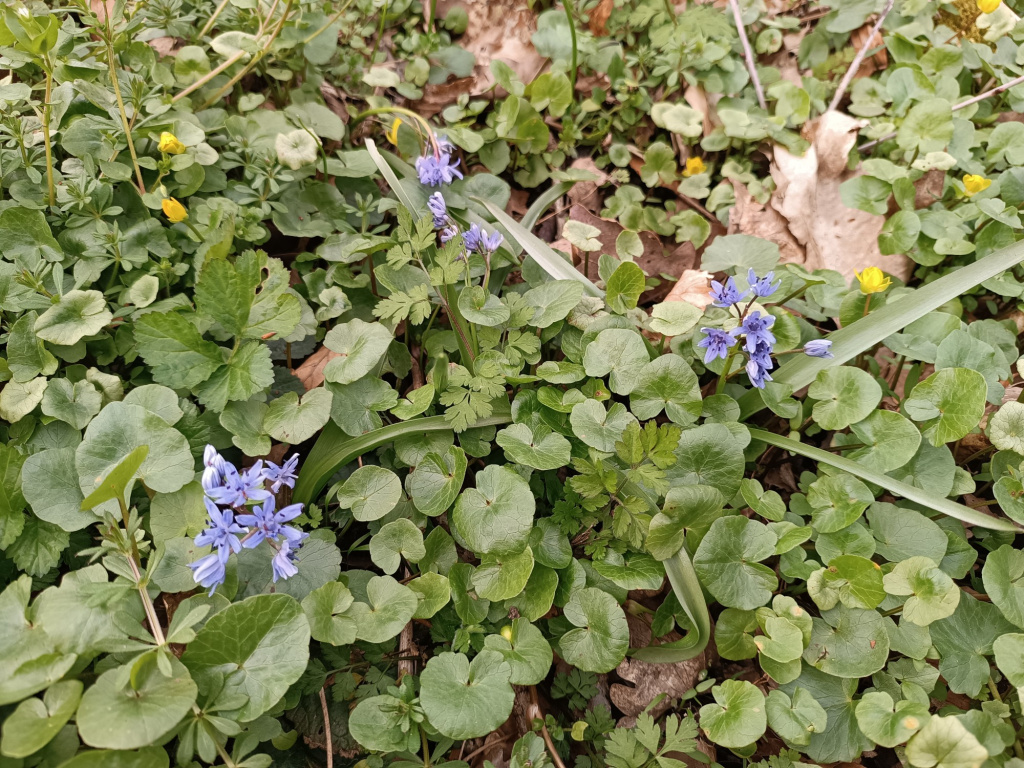 Scilla bifolia | Zweiblättriger Blaustern Scilla bifolia | Zweiblättriger Blaustern