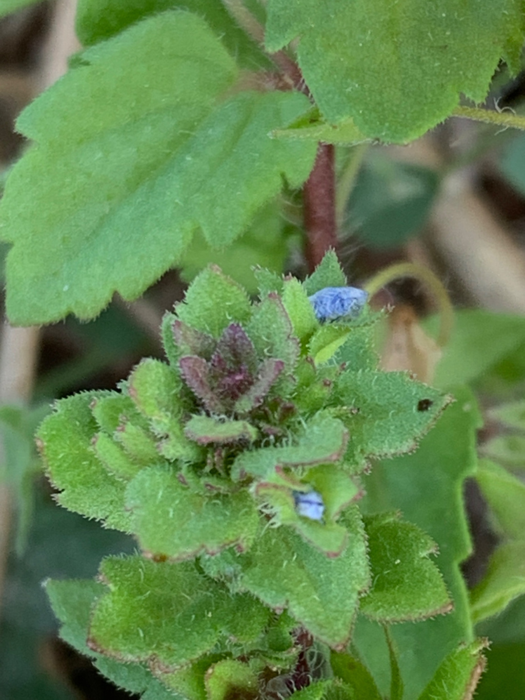 Veronica arvensis | Feld-Ehrenpreis Veronica arvensis | Feld-Ehrenpreis