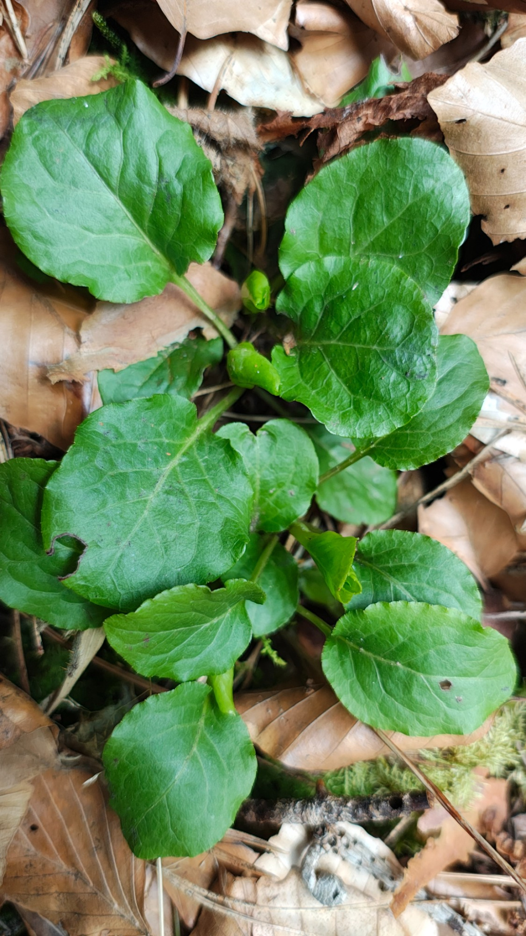 Pyrola minor | Kleines Wintergrün Pyrola minor | Kleines Wintergrün