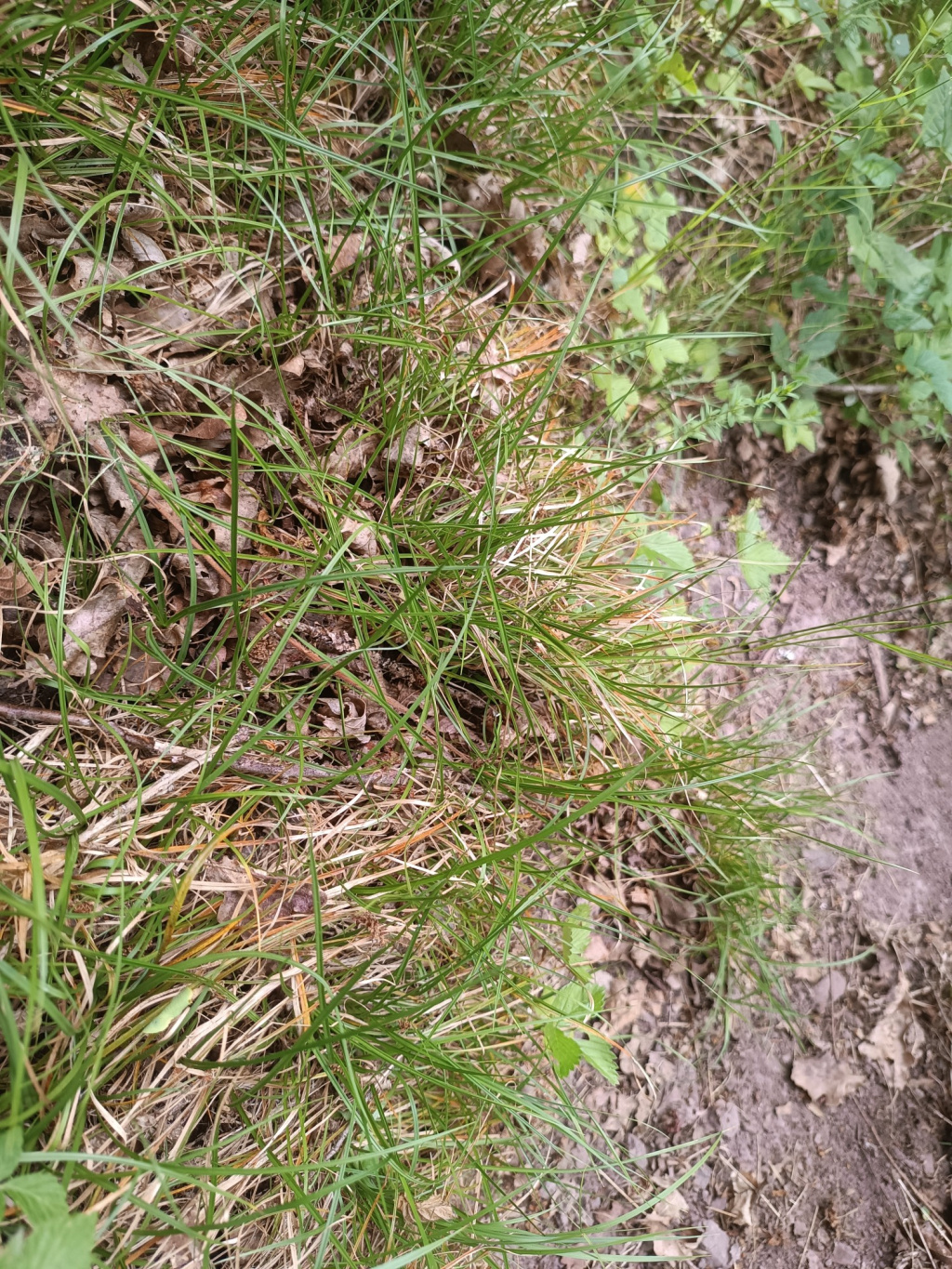 Carex umbrosa subsp. umbrosa | Schatten-Segge Carex umbrosa subsp. umbrosa | Schatten-Segge
