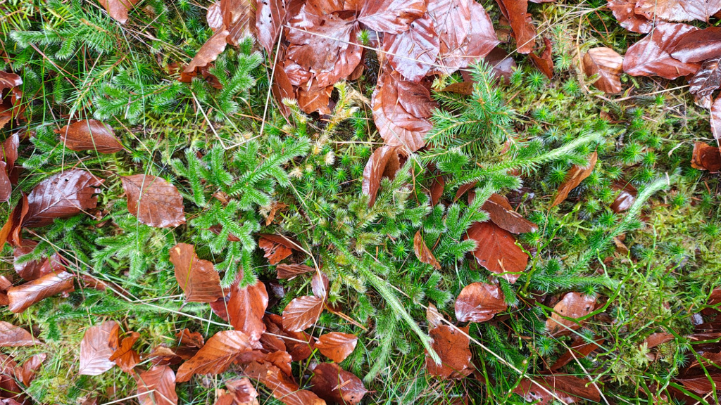 Lycopodium clavatum subsp. clavatum | Keulen-Bärlapp Lycopodium clavatum subsp. clavatum | Keulen-Bärlapp