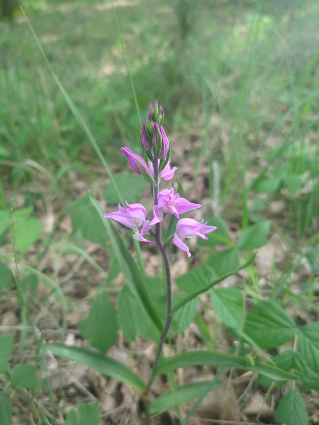 Cephalanthera rubra | Rotes Waldvöglein Cephalanthera rubra | Rotes Waldvöglein