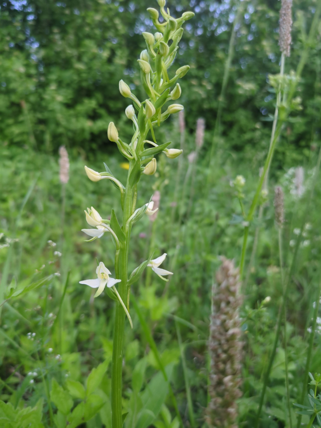 Platanthera bifolia s. l. | Weiße Waldhyazinthe (i. w. S.) Platanthera bifolia s. l. | Weiße Waldhyazinthe (i. w. S.)