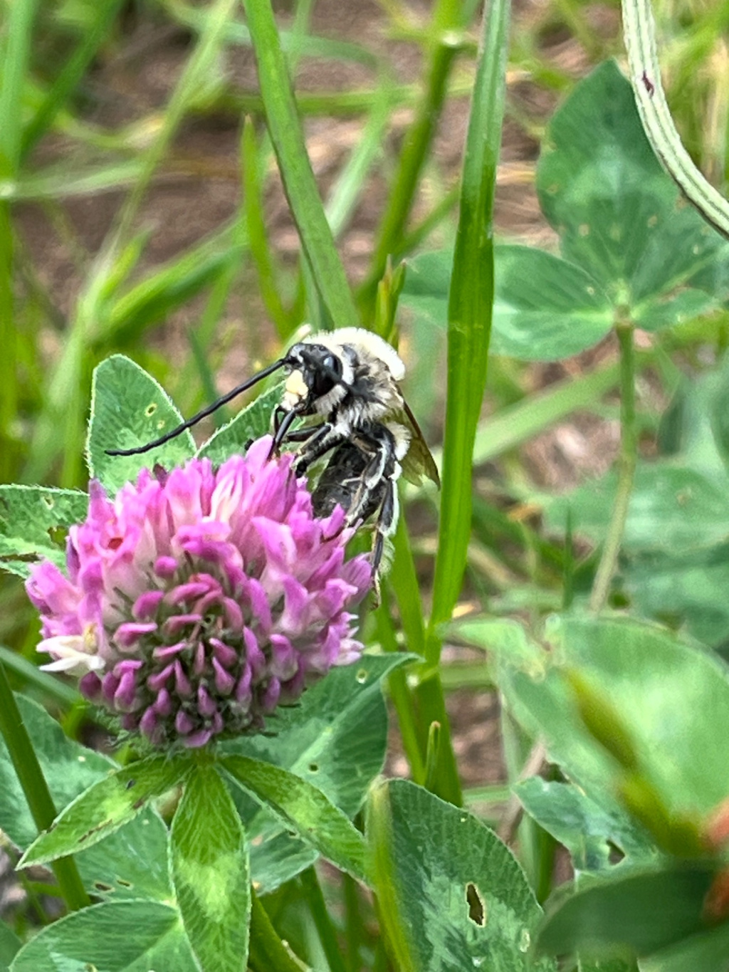 Eucera nigrescens | Mai-Langhornbiene Eucera nigrescens | Mai-Langhornbiene