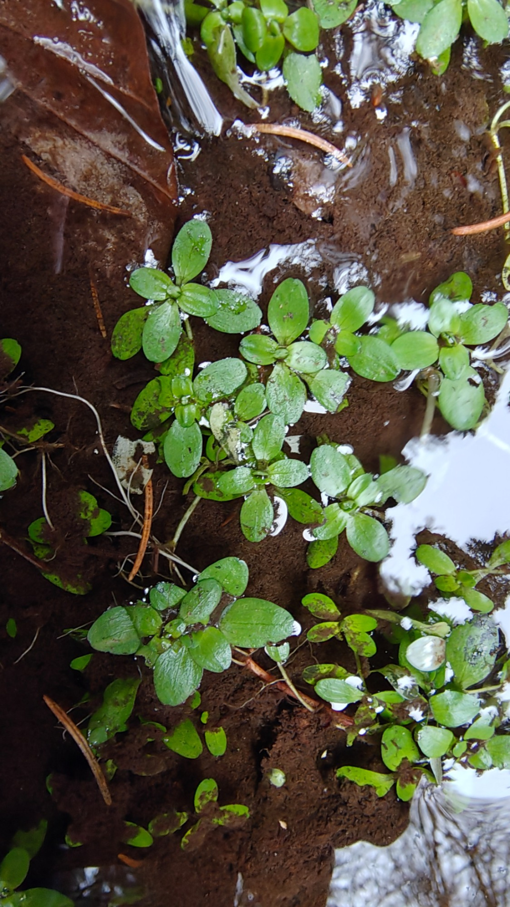 Callitriche palustris agg. | Sumpf-Wasserstern (Artengruppe) Callitriche palustris agg. | Sumpf-Wasserstern (Artengruppe)