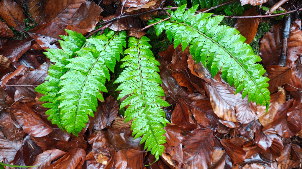 Polystichum aculeatum | Dorniger Schildfarn Polystichum aculeatum | Dorniger Schildfarn