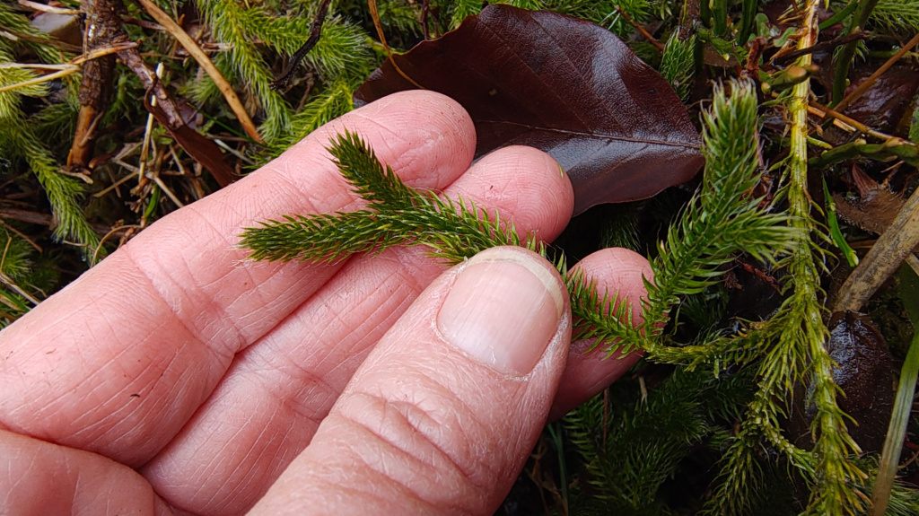 Lycopodium clavatum subsp. clavatum | Keulen-Bärlapp Lycopodium clavatum subsp. clavatum | Keulen-Bärlapp
