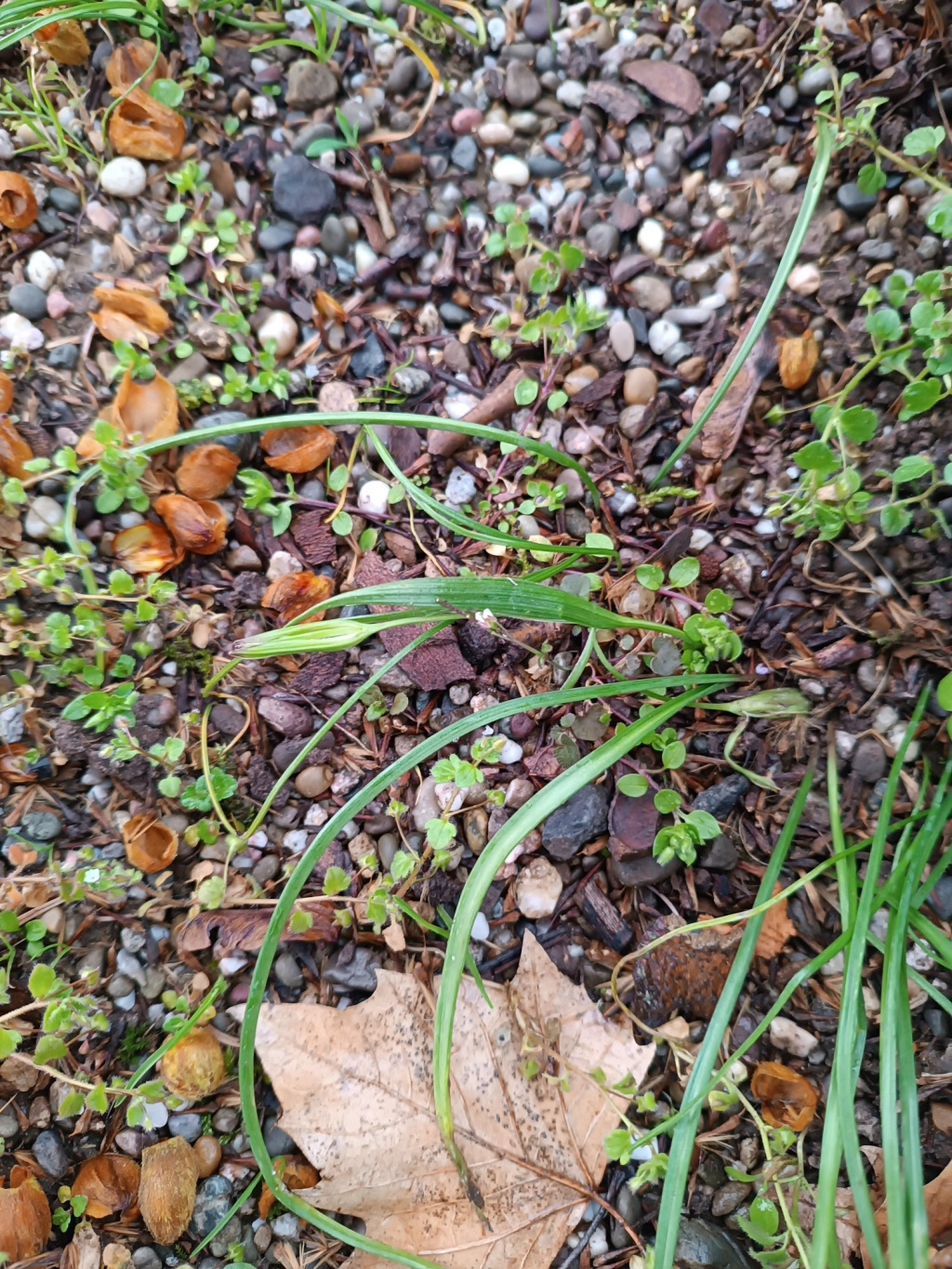 Gagea pratensis | Wiesen-Goldstern Gagea pratensis | Wiesen-Goldstern