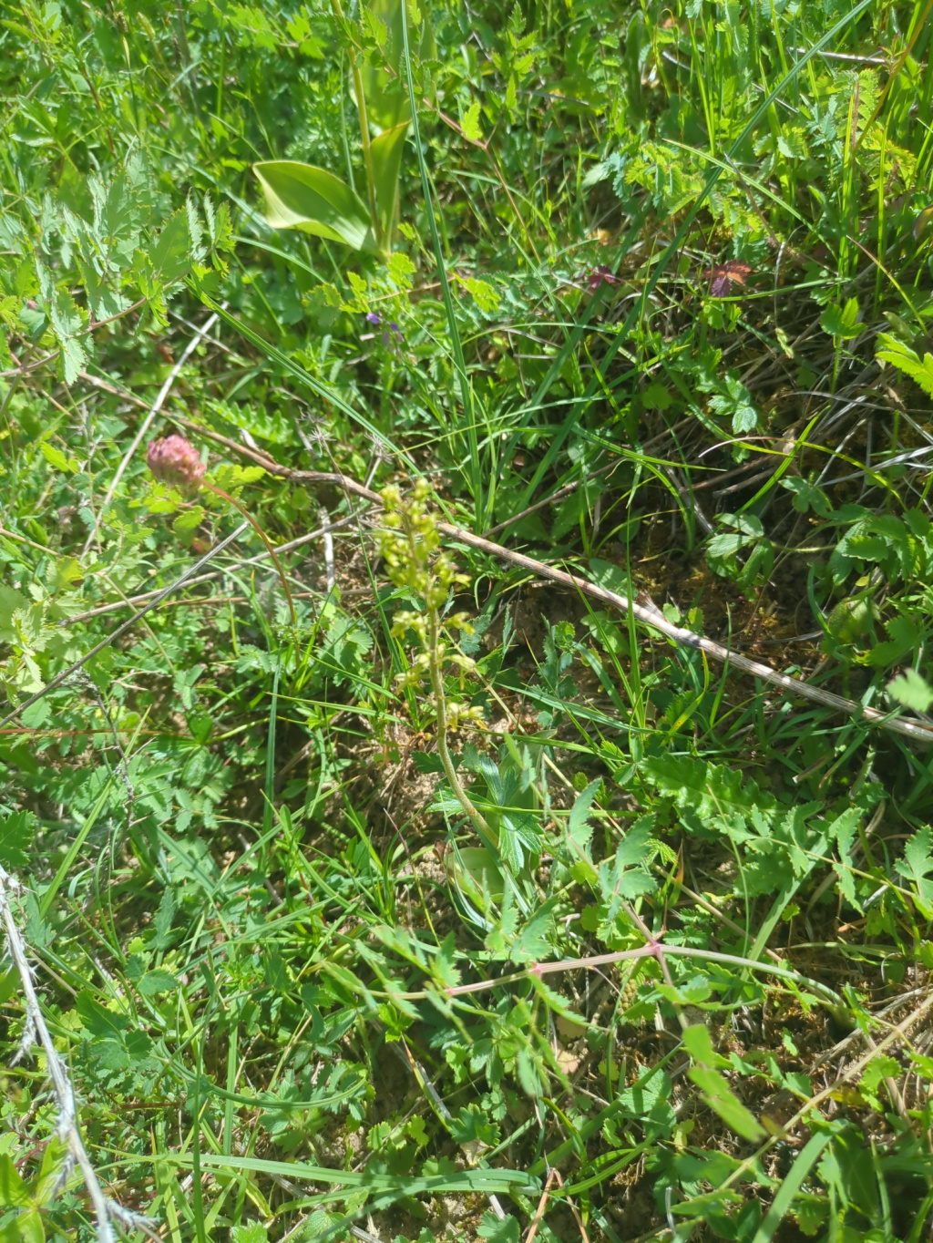 Listera ovata | Großes Zweiblatt Listera ovata | Großes Zweiblatt