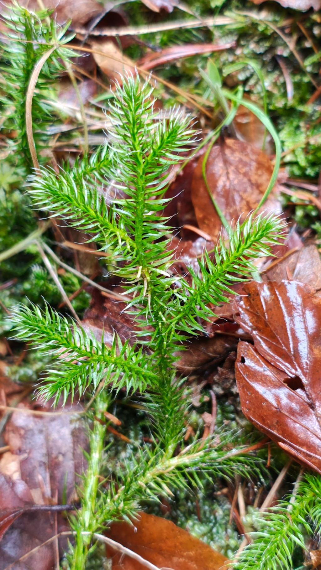 Lycopodium clavatum subsp. clavatum | Keulen-Bärlapp Lycopodium clavatum subsp. clavatum | Keulen-Bärlapp