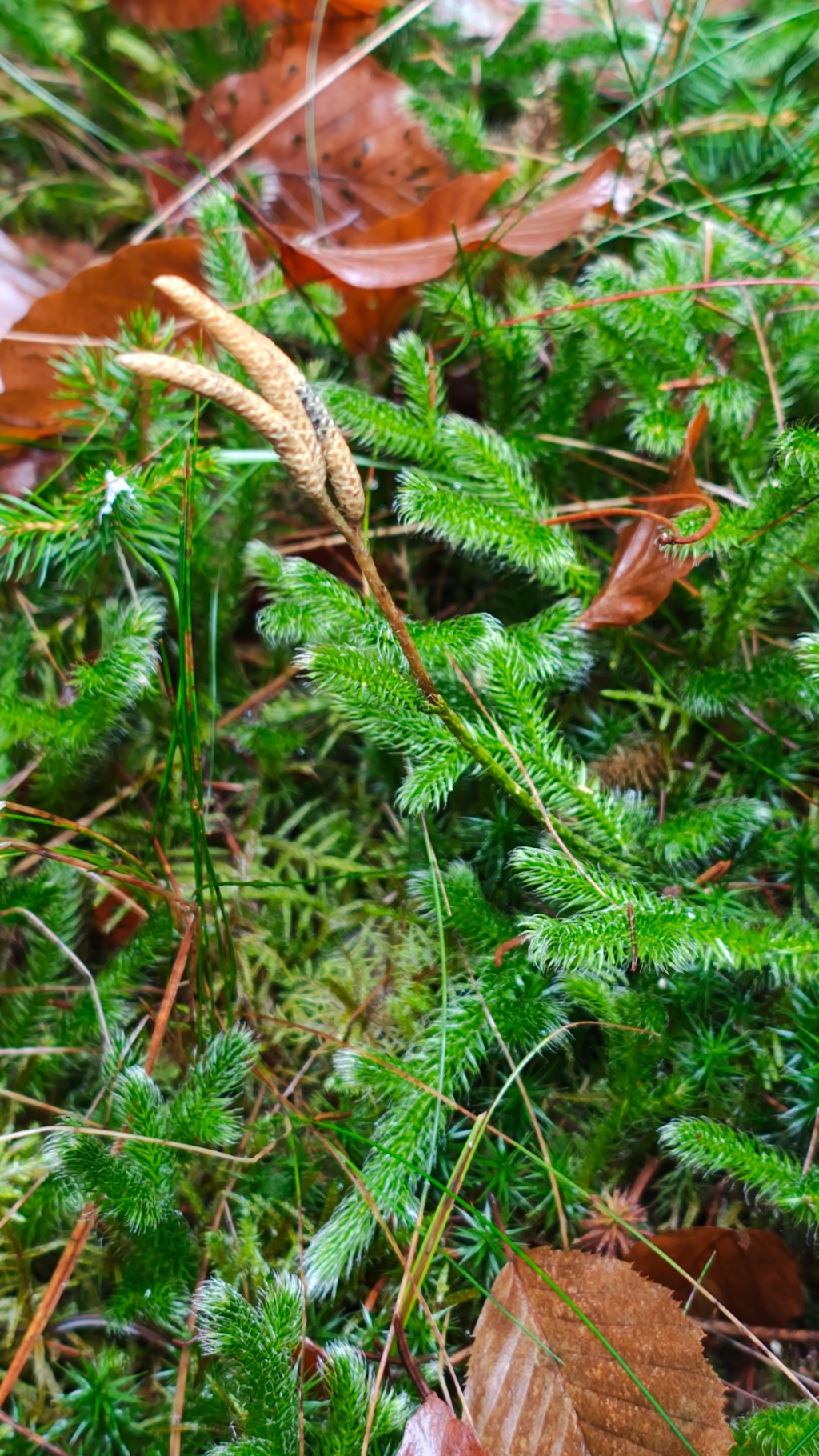 Lycopodium clavatum subsp. clavatum | Keulen-Bärlapp Lycopodium clavatum subsp. clavatum | Keulen-Bärlapp