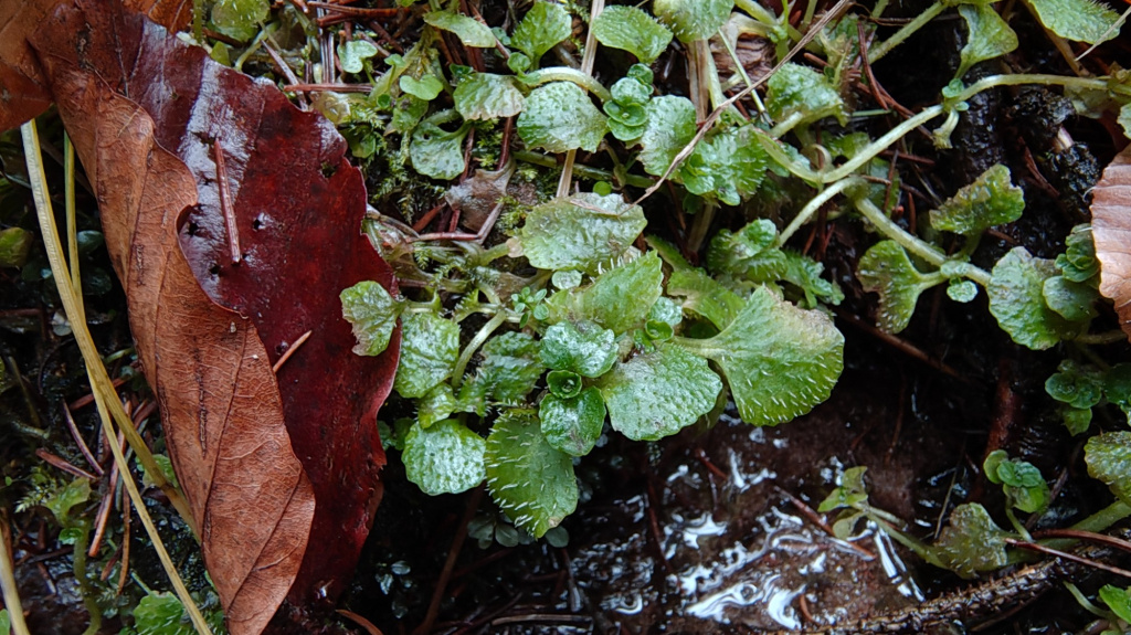 Chrysosplenium oppositifolium | Gegenblättriges Milzkraut Chrysosplenium oppositifolium | Gegenblättriges Milzkraut