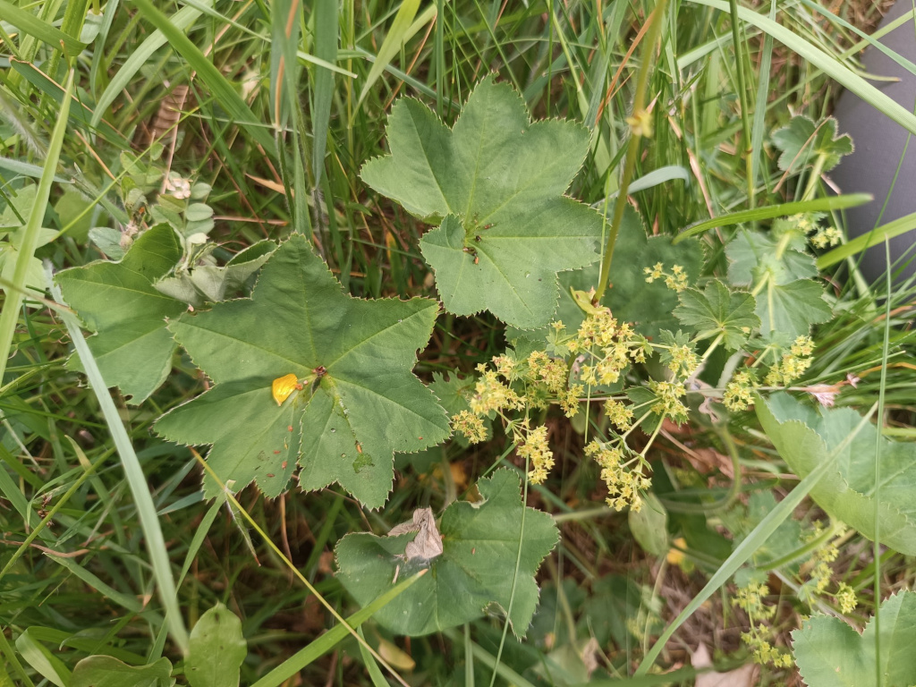 Alchemilla xanthochlora | Kleinblütiger Frauenmantel Alchemilla xanthochlora | Kleinblütiger Frauenmantel