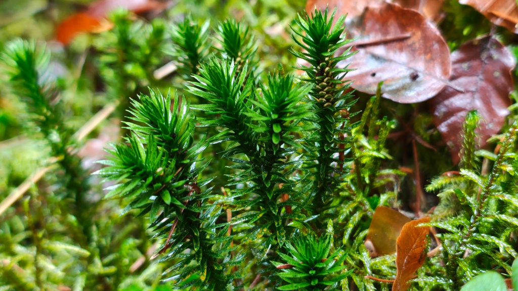Huperzia selago subsp. selago | Tannen-Teufelsklaue Huperzia selago subsp. selago | Tannen-Teufelsklaue