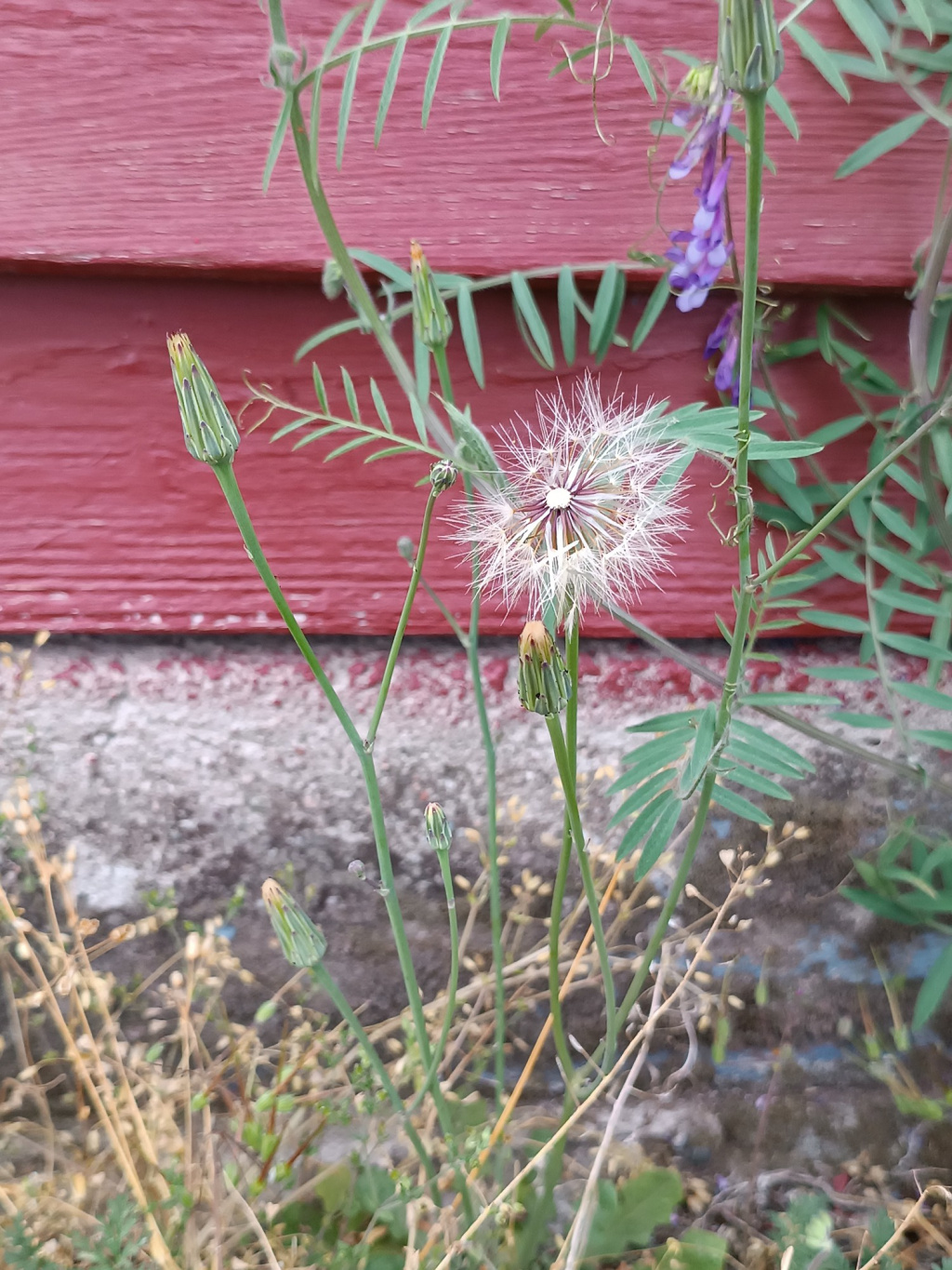 Hypochaeris glabra | Kahles Ferkelkraut Hypochaeris glabra | Kahles Ferkelkraut