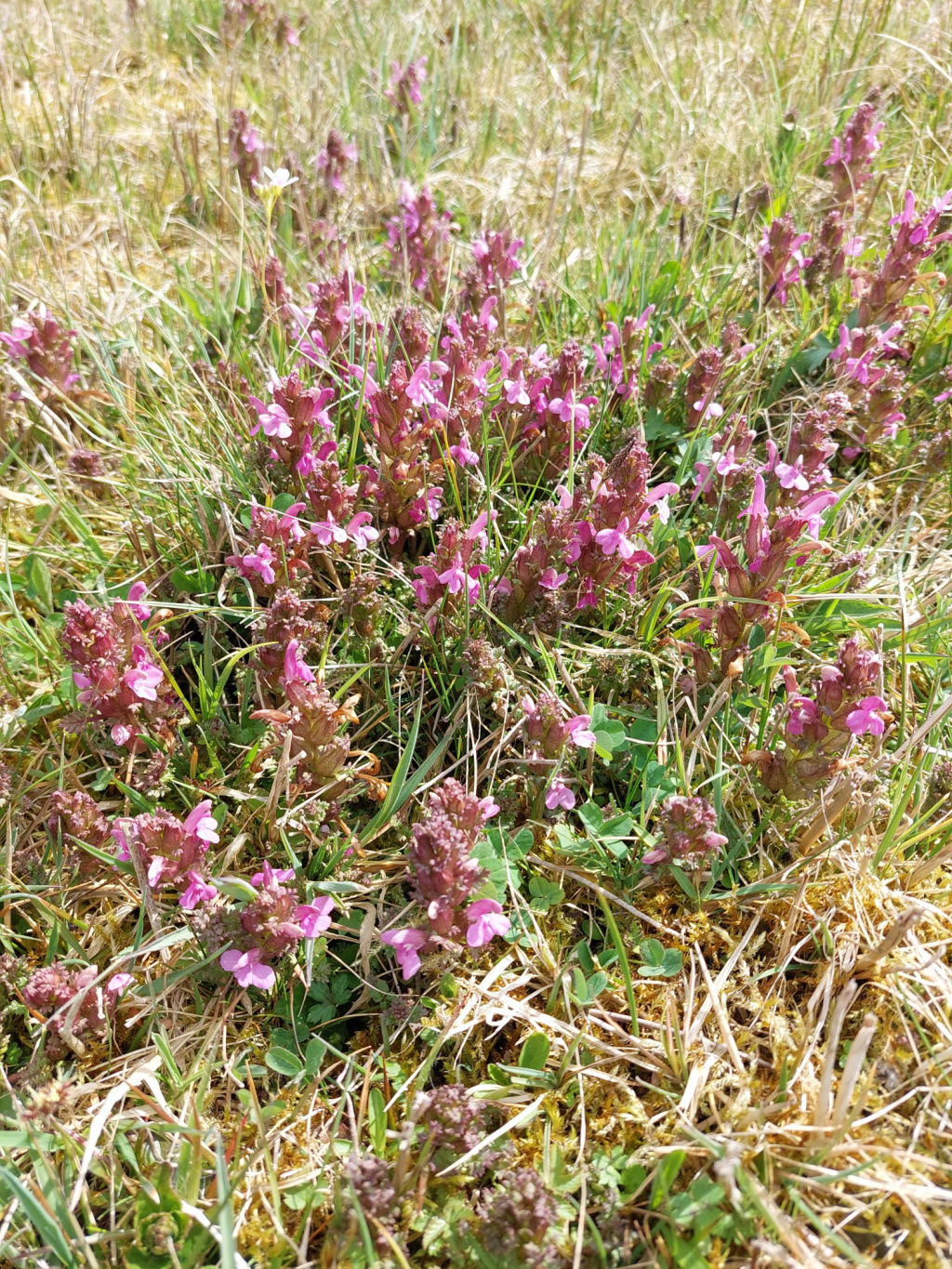 Pedicularis sylvatica subsp. sylvatica | Wald-Läusekraut Pedicularis sylvatica subsp. sylvatica | Wald-Läusekraut